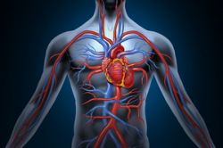 03. Cardiovascular system