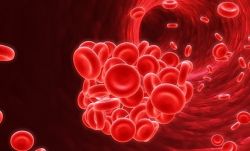 02. Blood system and hematogenesis.