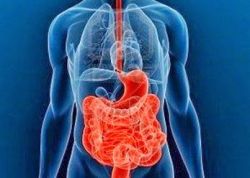 01. The digestive system